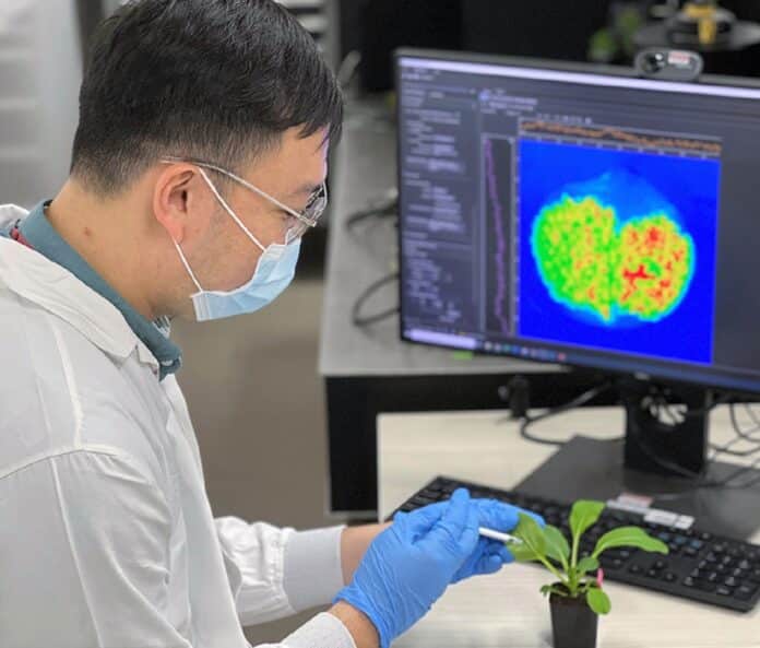 Image showing detecting and distinguishing gibberellin plant hormones