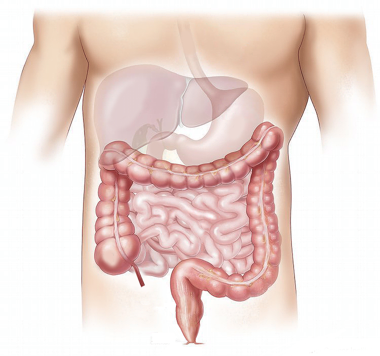 Una imagen que muestra el intestino humano.