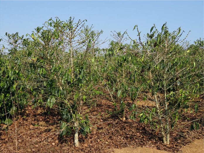 Coffee plant under stress due to drought