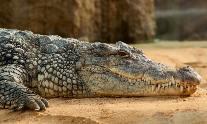 Image showing nile crocodile