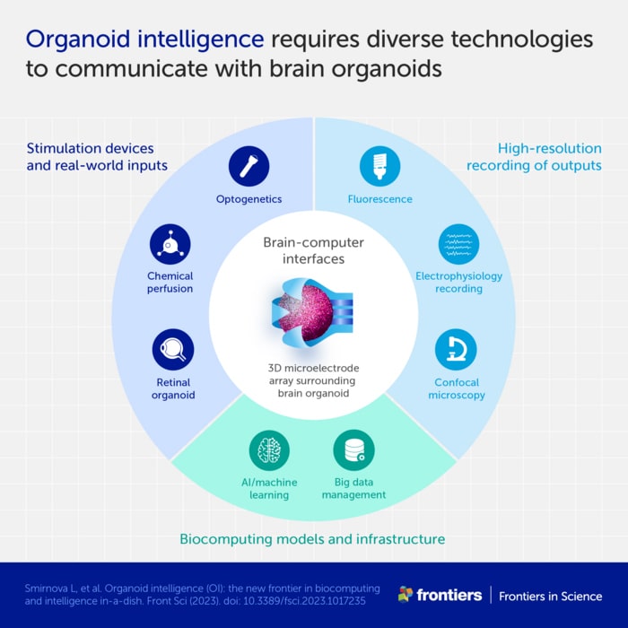 Organoid intelligence requires various technologies to communicate with brain organoids. 