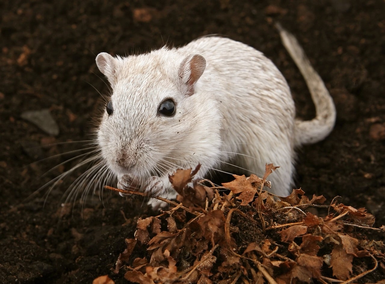 Why we need female mice in neuroscience research?