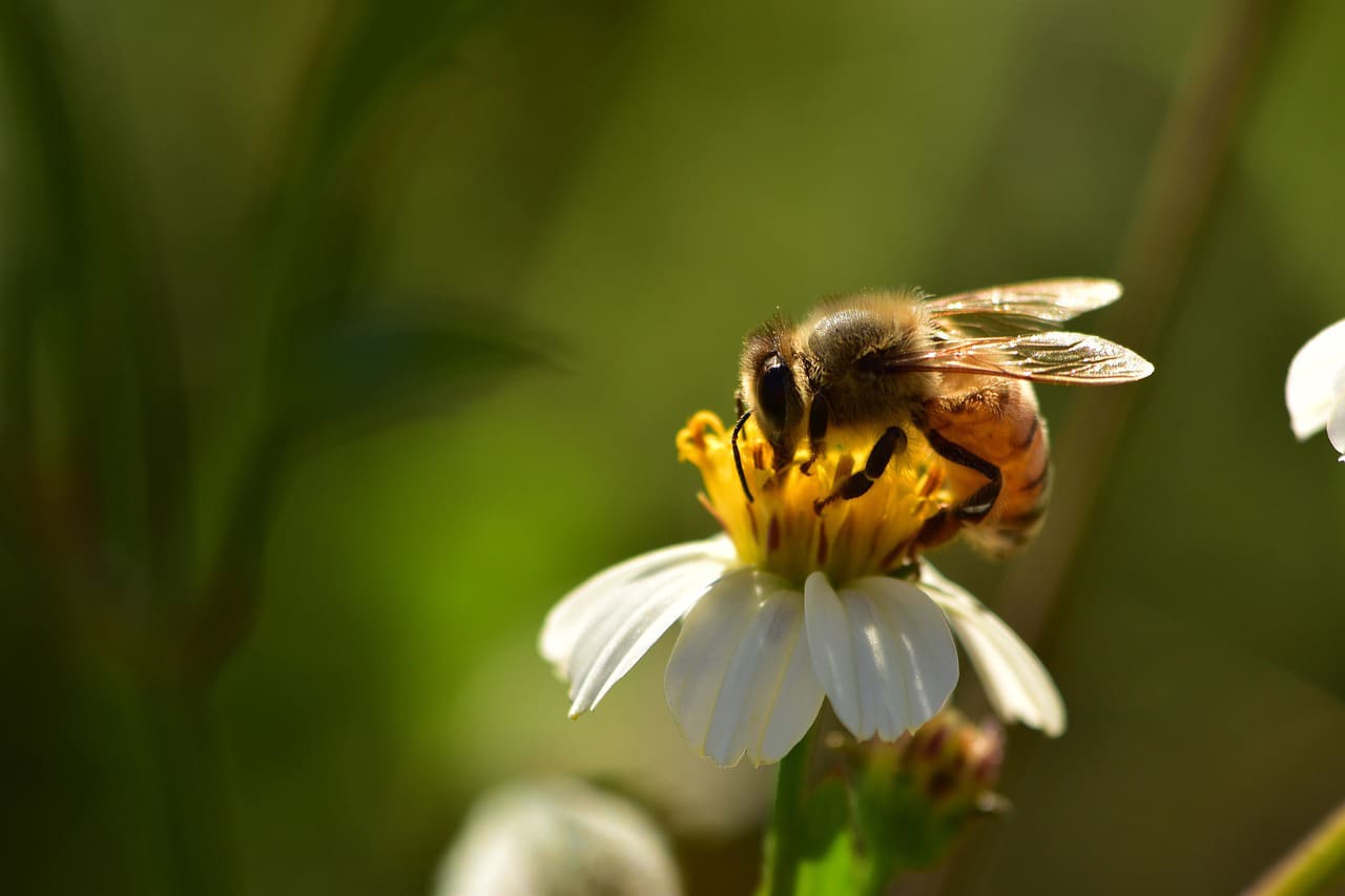 Imagen que muestra abejas melíferas