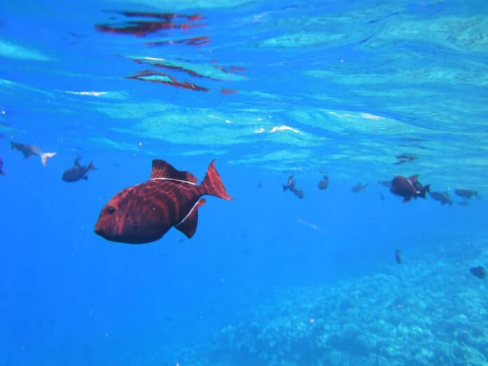 Image showing Marine ecosystem