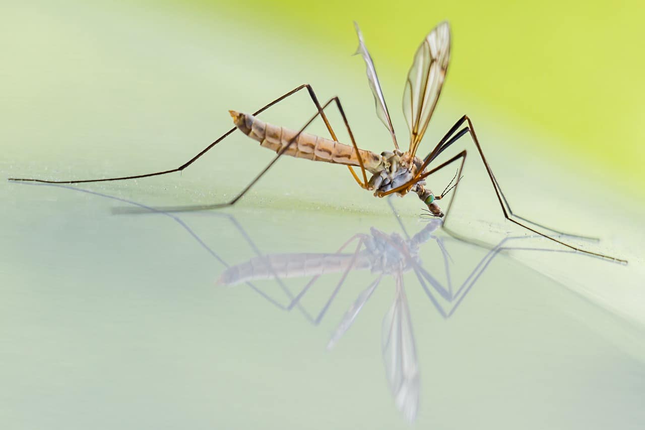 Las proteínas responsables de activar los espermatozoides de los mosquitos pueden desactivarse