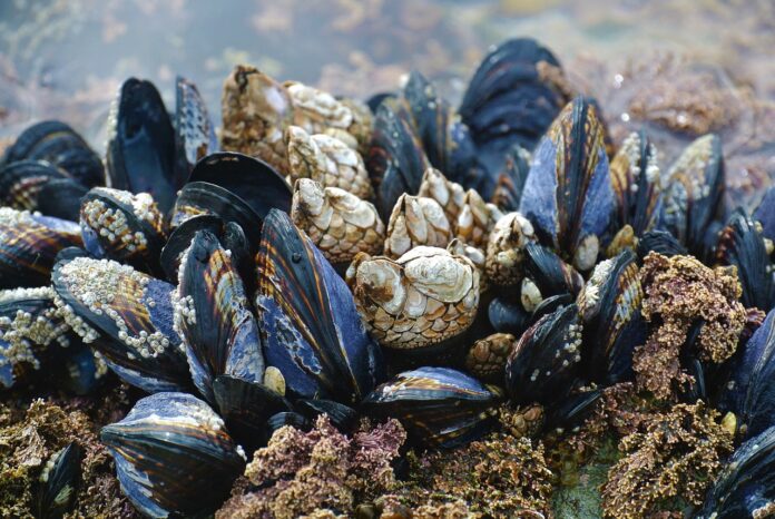 Image showing mussel.