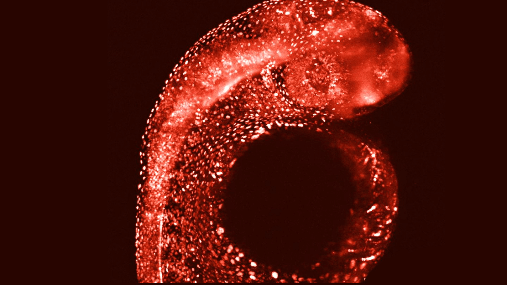 Une nouvelle protéine fluorescente rouge vif développée