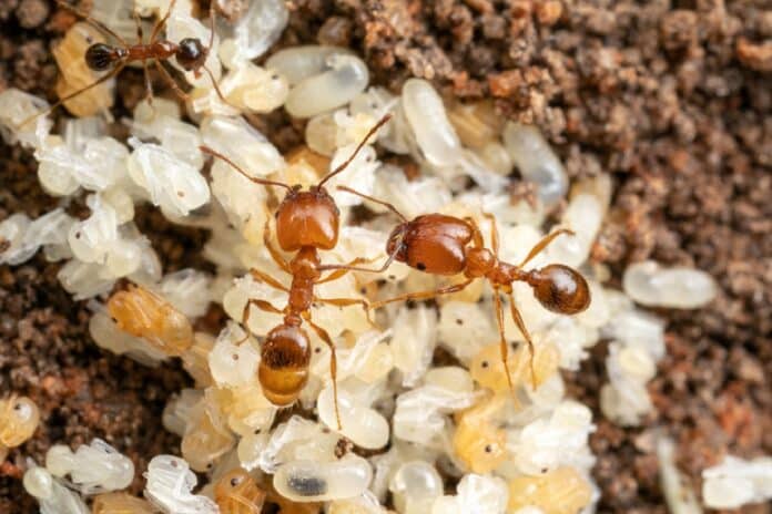 Image showing ants.