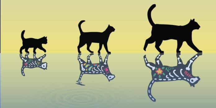 Scientists at ETH Zurich have made progress in creating heavier Schrödinger cats, which can be alive (top) and dead (bottom) at the same time. (Image: Yiwen Chu / ETH Zurich)