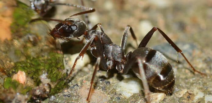 Image showing ant