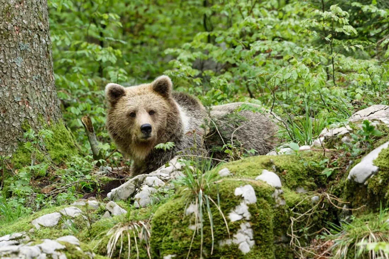 Image showing brown bear.