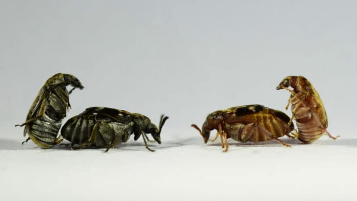 Two mating couples of Callosobruchus maculatus seed beetles deriving from an inbred black strain (left) or a wildtype strain (right). The males (outer-left and outer-right) have inserted their genitalia into the female. The mating may last several minutes, during which the male transfers ca. 50,000 sperm in an ejaculate that weighs approximately 6% of his own body weight. In the study, sperm from the two types of males competed for fertilization of females’ eggs, and paternity of the fathers (and hence, how successful they were in sperm competition) could be assigned based on the color morph of the offspring.