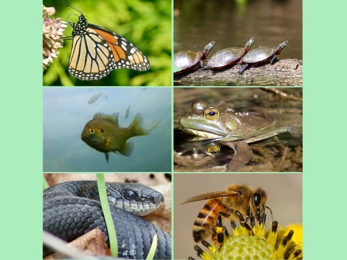 Image showing collage of cold blooded animals.