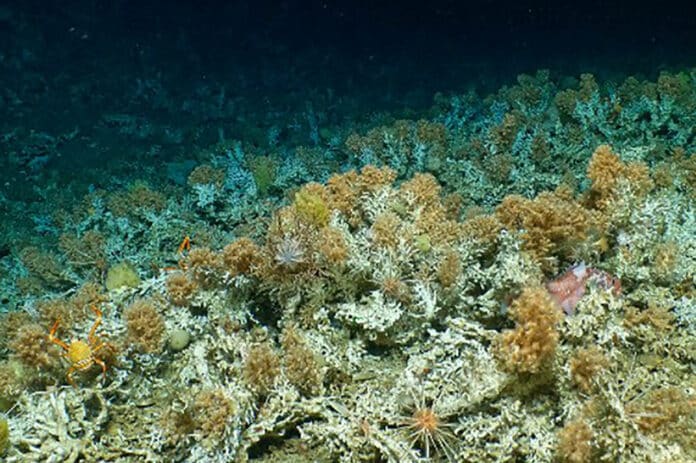 deep coral reef framework