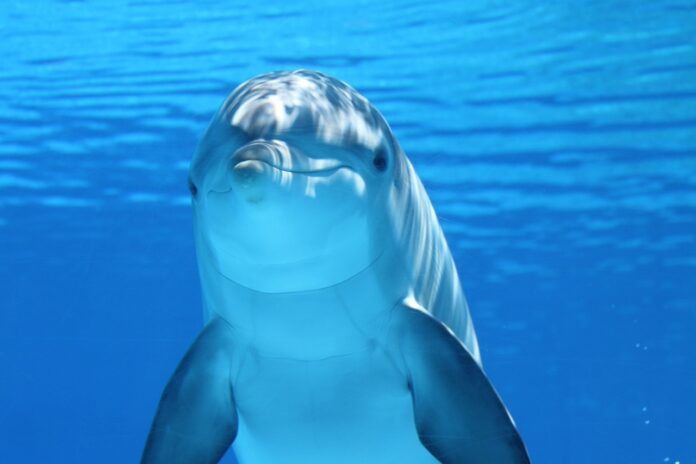 Image showing dolphin.