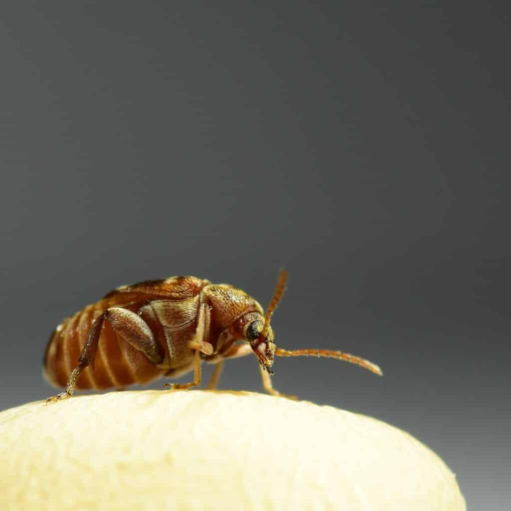 A female Callosobruchus maculatus seed beetle sitting on top of her preferred egg laying substrate – a black eyed bean.