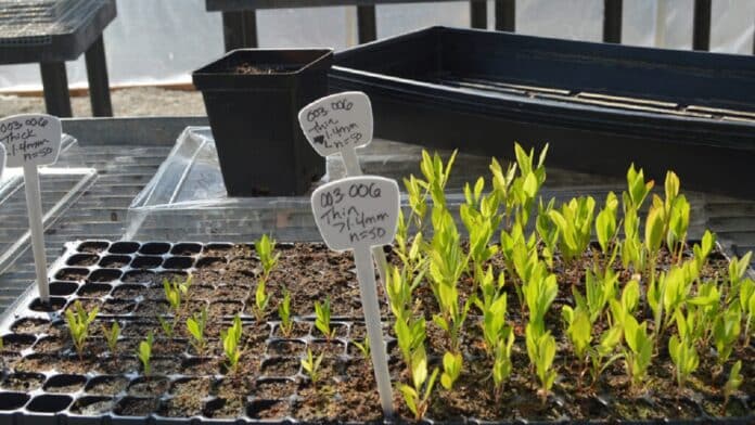 Image showing germination process.