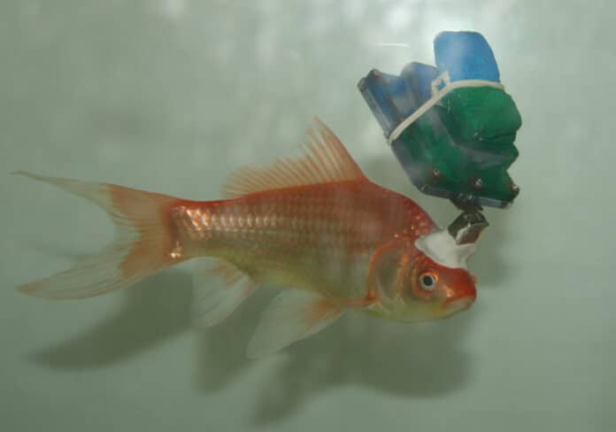 Goldfish with recording implant