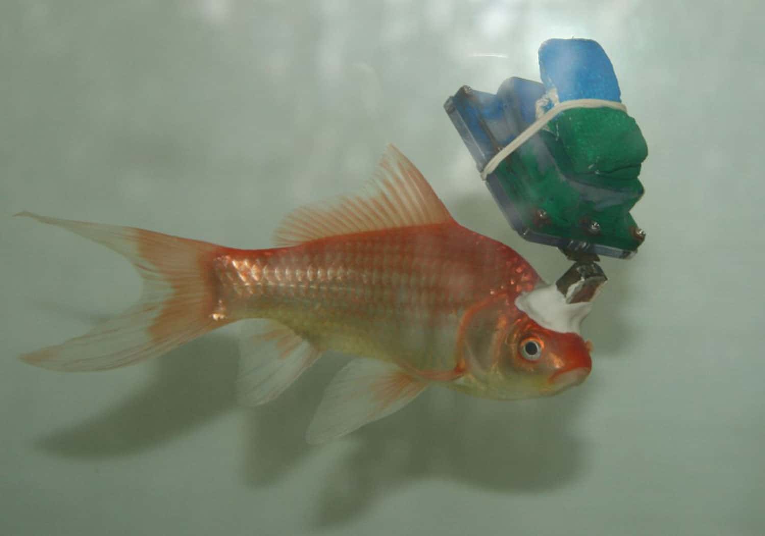 Study identifies a new building block in the navigation system of fish thumbnail