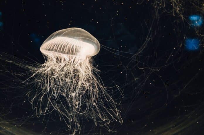Image showing jellyfish in water tank.