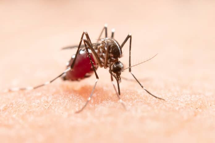 Image showing zika virus mosquito