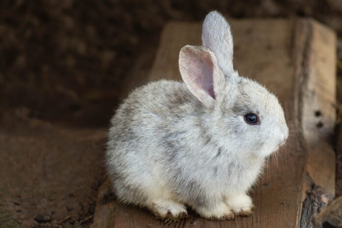 Image showing rabbit.