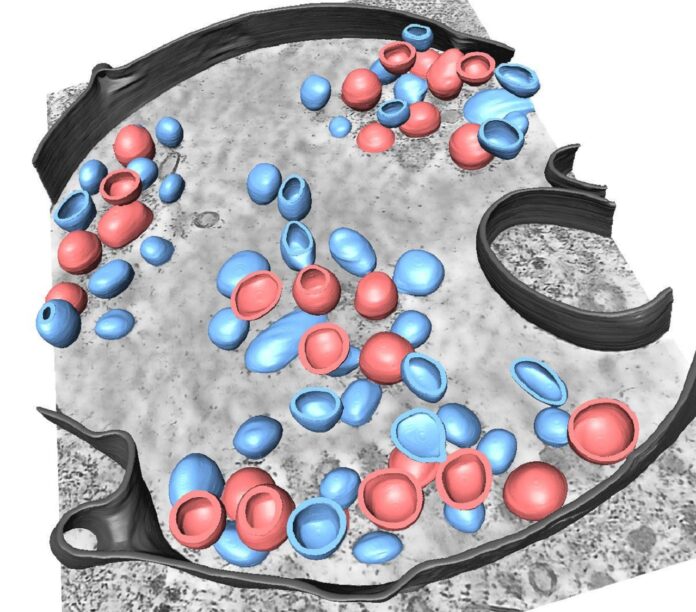 Image showing 3D-segmentation of influenza.