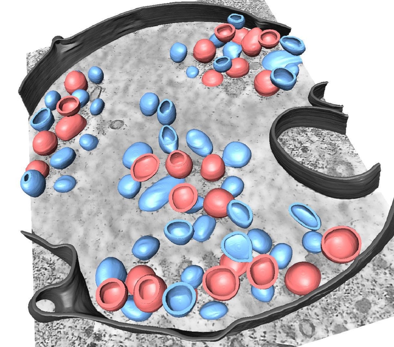 Image showing 3D-segmentation of influenza.
