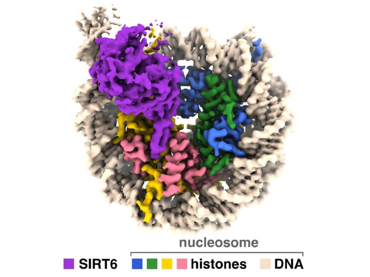 Image showing SIRT6 enzyme