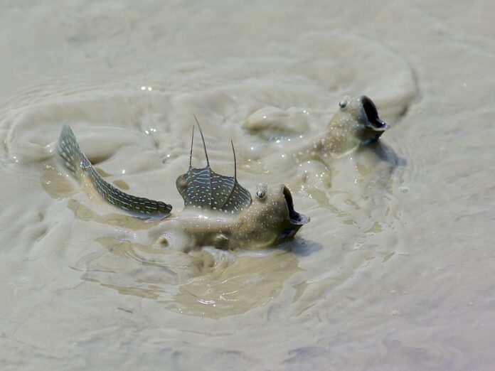Image showing two mudskippers.