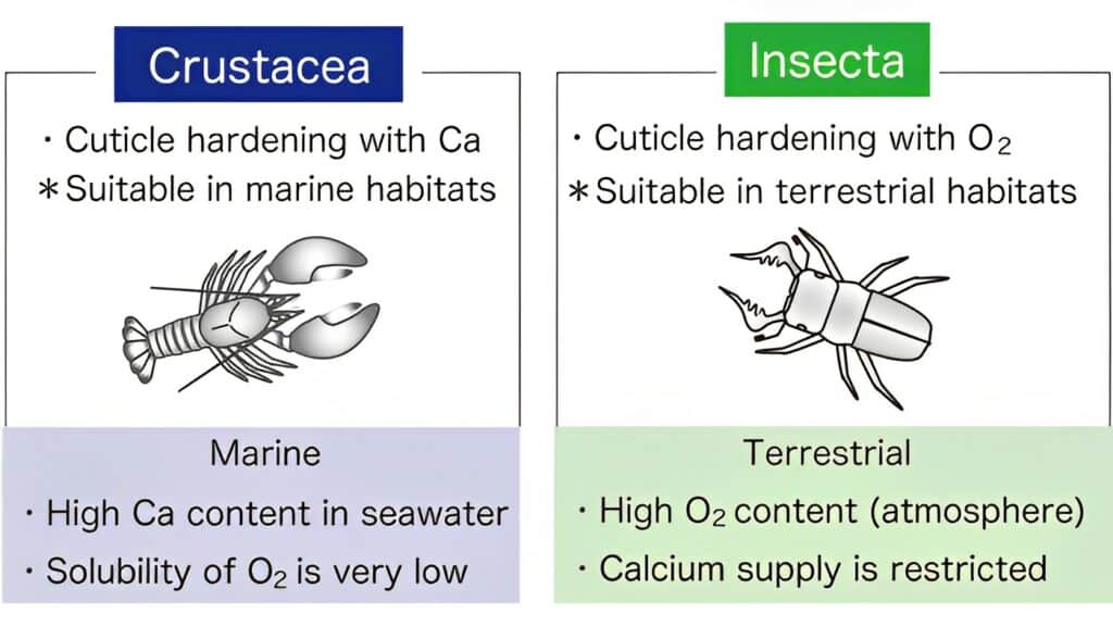 Crustaceans harden their shells with calcium, while insects harden them with oxygen. These match what is abundant in their respective habitats.