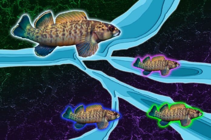 Image showing fishes.