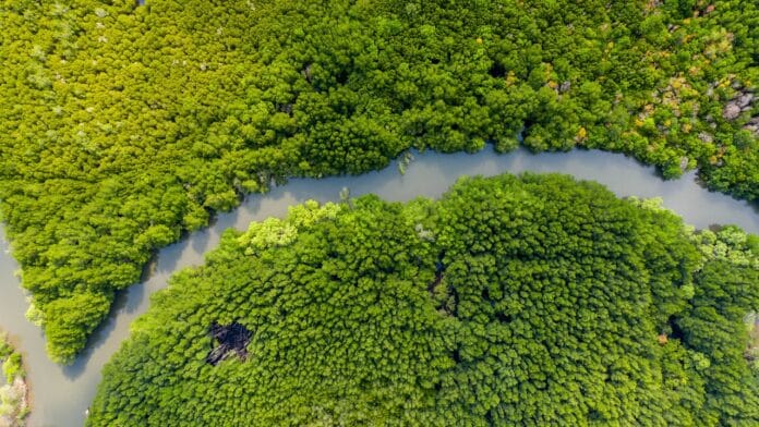 Image showing Horizontal Aerial view of rivers in tropical mangrove forests.