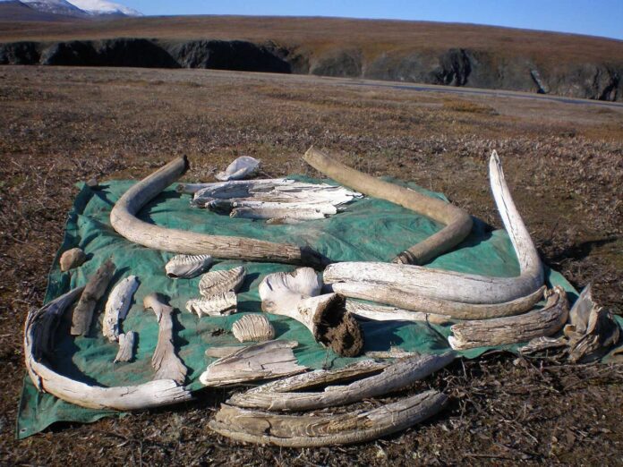 Image showing Field photo of woolly mammoth tusks.