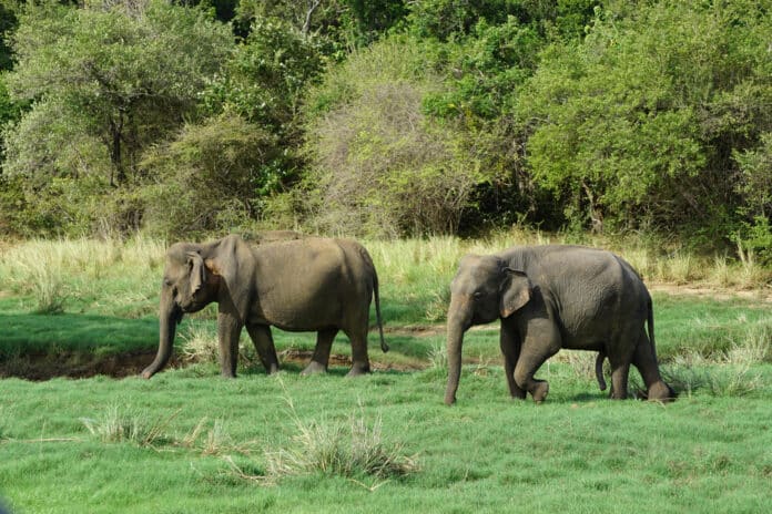 The daily and seasonal movements of large animals like the Sri Lankan elephant take place within a mosaic of natural habitats which are becoming increasingly fragmented by anthropogenic land-use changes such as deforestation and agricultural cultivation.