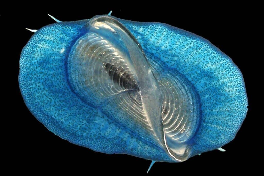 Velella. These blue jellies, known as by-the-wind sailors, drift with the wind using a special living sail.