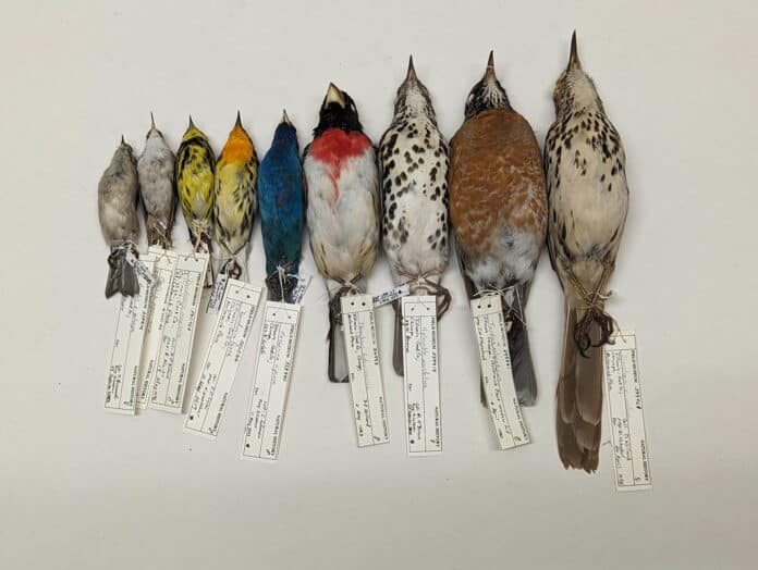 Birds across the Americas are getting smaller and longer-winged as the world warms, and the smallest-bodied species are changing the fastest, according to a new University of Michigan-led study published in Proceedings of the National Academy of Sciences. The new study combines data from two previously published papers that measured body-size and wing-length changes in a total of more than 86,000 bird specimens over four decades in North and South America. The North American study was conducted by the Field Museum in Chicago. From above, this photograph shows birds from the Field Museum building-collision study. From left to right: golden-crowned kinglet, brown creeper, magnolia warbler, Blackburnian warbler, indigo bunting, rose-breasted grosbeak, wood thrush, American robin, brown thrasher.