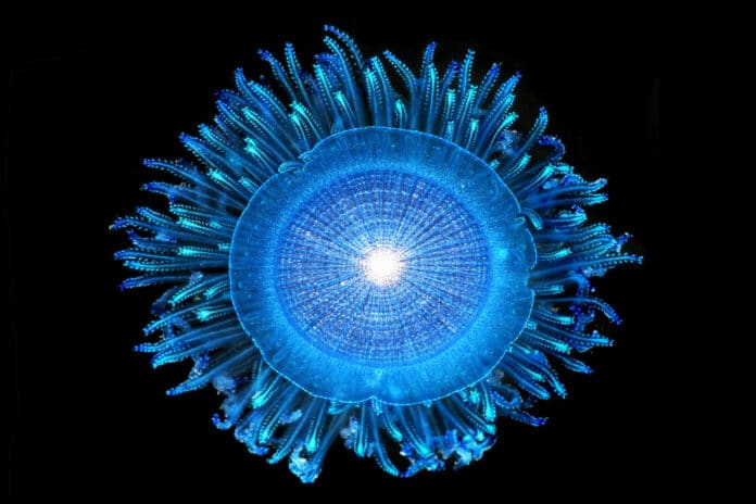 Blue button jellies, known by their scientific name Porpita, float on the ocean’s surface using a round disc, and drift where the current takes them.