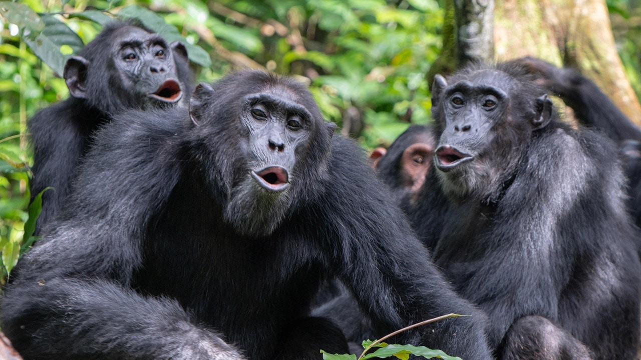 Image showing chimpanzees.