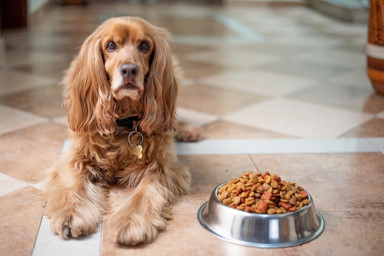 Image showing dogs food.