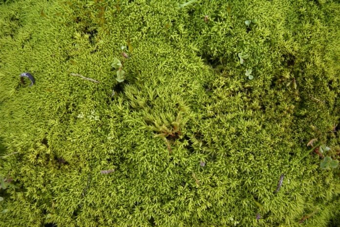 Image showing modest moss.