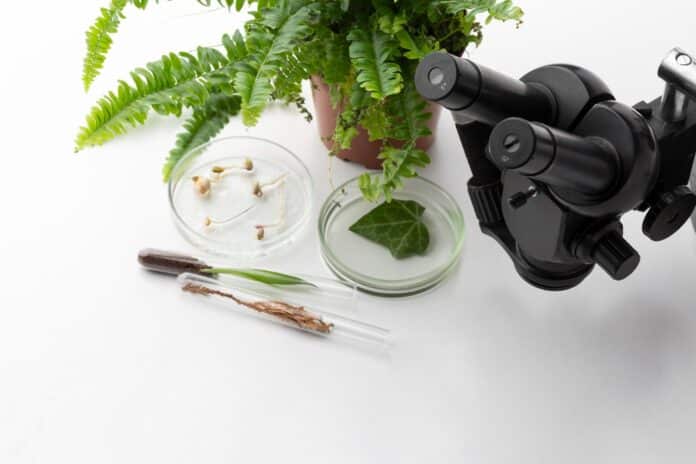 Image showing plants in microscope.