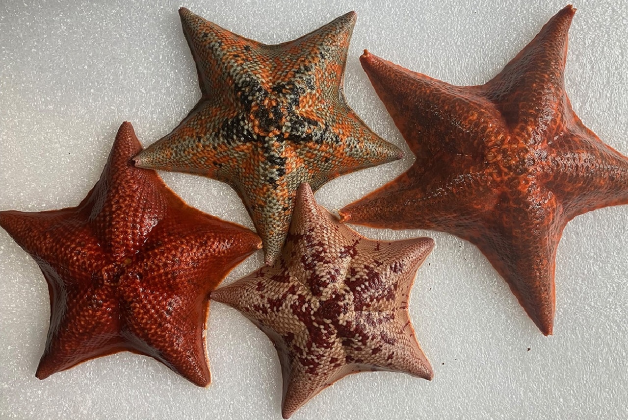 Image showing sea star.