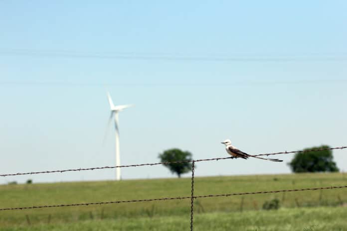 Scissor-tailed flycatcher perches on a fence with a wind turbine in the background.
