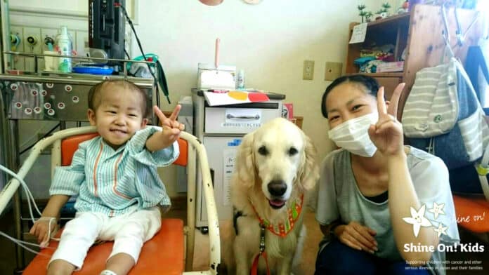 Photo of Yogi, a facility dog who worked at Shizuoka Children's Hospital during the study period. Visiting the bedside where a patient's child (left) and mother (right) spend time.