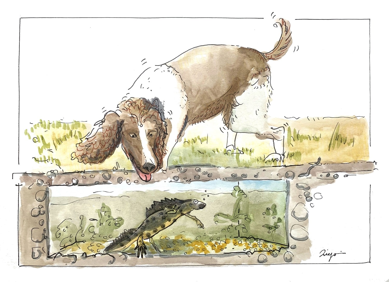 Dogs can find great crested newts in challenging environments