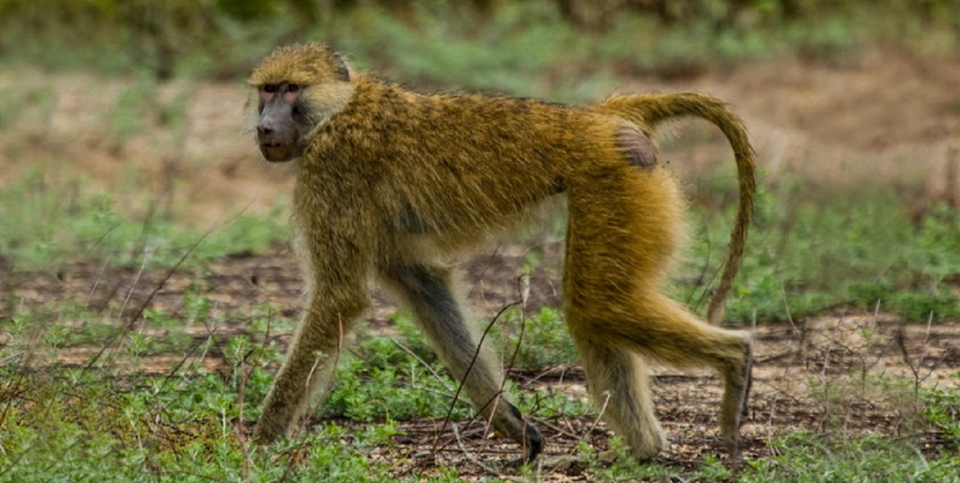 Les génomes de 233 espèces de primates ont été séquencés