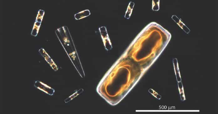 Image showing diatom composition.