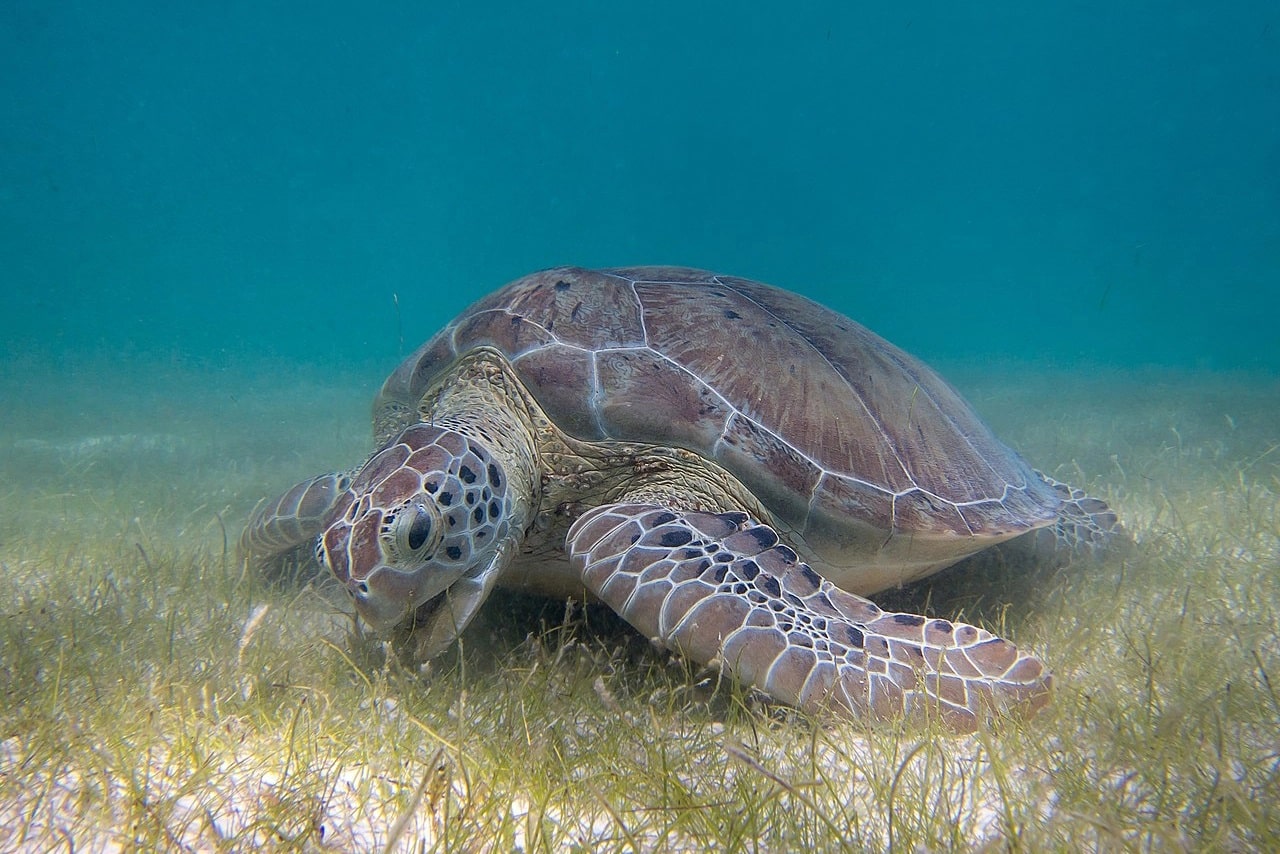 Image showing Green Sea Turtle grazing seagrass.