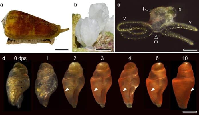 Juvenile cone snails